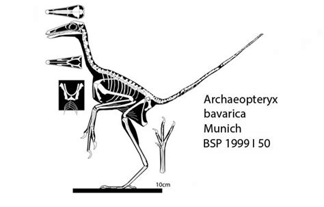 archaeopteryx bavarica.